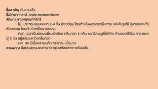ชื่อสามัญ คันหามเสือ
ชื่อวิทยาศาสตร์ Aralia montana Blume
ลักษณะทางพฤกษศาสตร์
ใบ ประกอบแบบขนนก 2-4 ชั้น เรียงเวียน โคนก้านใบพองออกเป็นกาบ แผ่นใบรูปไข่ ปลายแหลมถึง
เรียวแหลม โคนเว้า ใบแก่มีหนามแหลม
ดอก ออกเป็นช่อแบบซี่ร่มเชิงซ้อน กลีบดอก 5 กลีบ แยกอิสระรูปไข่กว้าง ก้านดอกสีเขียว เกสรเพศ
ผู้ 5 อัน อยู่สลับระหว่างกลีบดอก
ผล สด มีเนื้อหลายเมล็ด ทรงกลม เนื้อบาง
สรรพคุณ มีสรรพคุณบรรเทาอาการปวดท้องจากการท้องเสีย
 