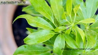 หนุมานประสานกาย
ผู้รับผิดชอบ : นางสาวพัชรญา ปานย้อย
 