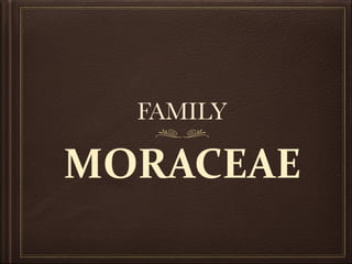 MORACEAE	
FAMILY
 