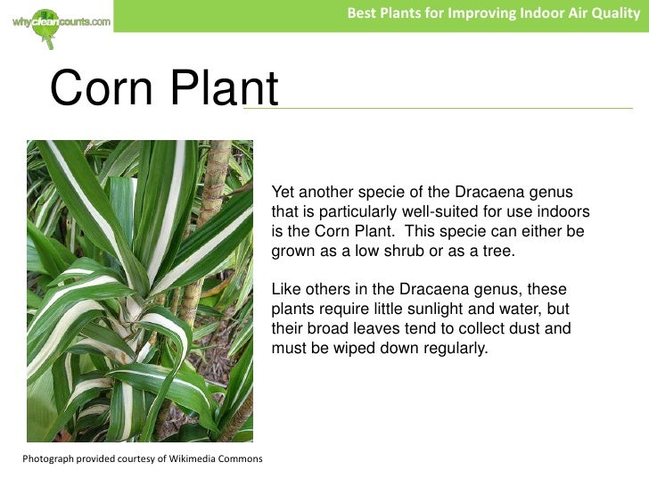 Best Plants for Improving Indoor Air Quality