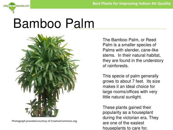 Best Plants For Improving Indoor Air Quality