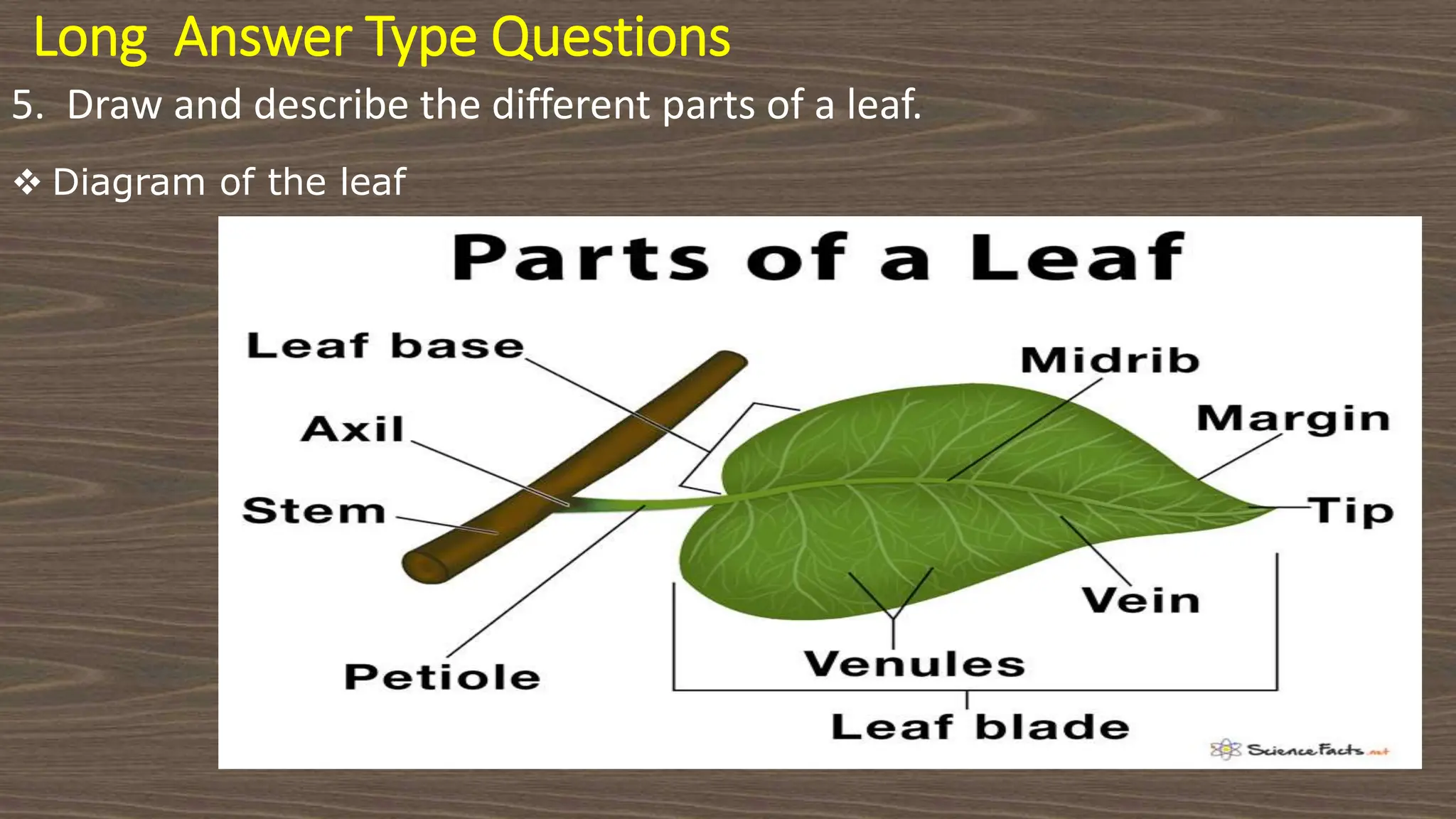 Long Answer Type Questions
5. Draw and describe the different parts of a leaf.
 Diagram of the leaf
 