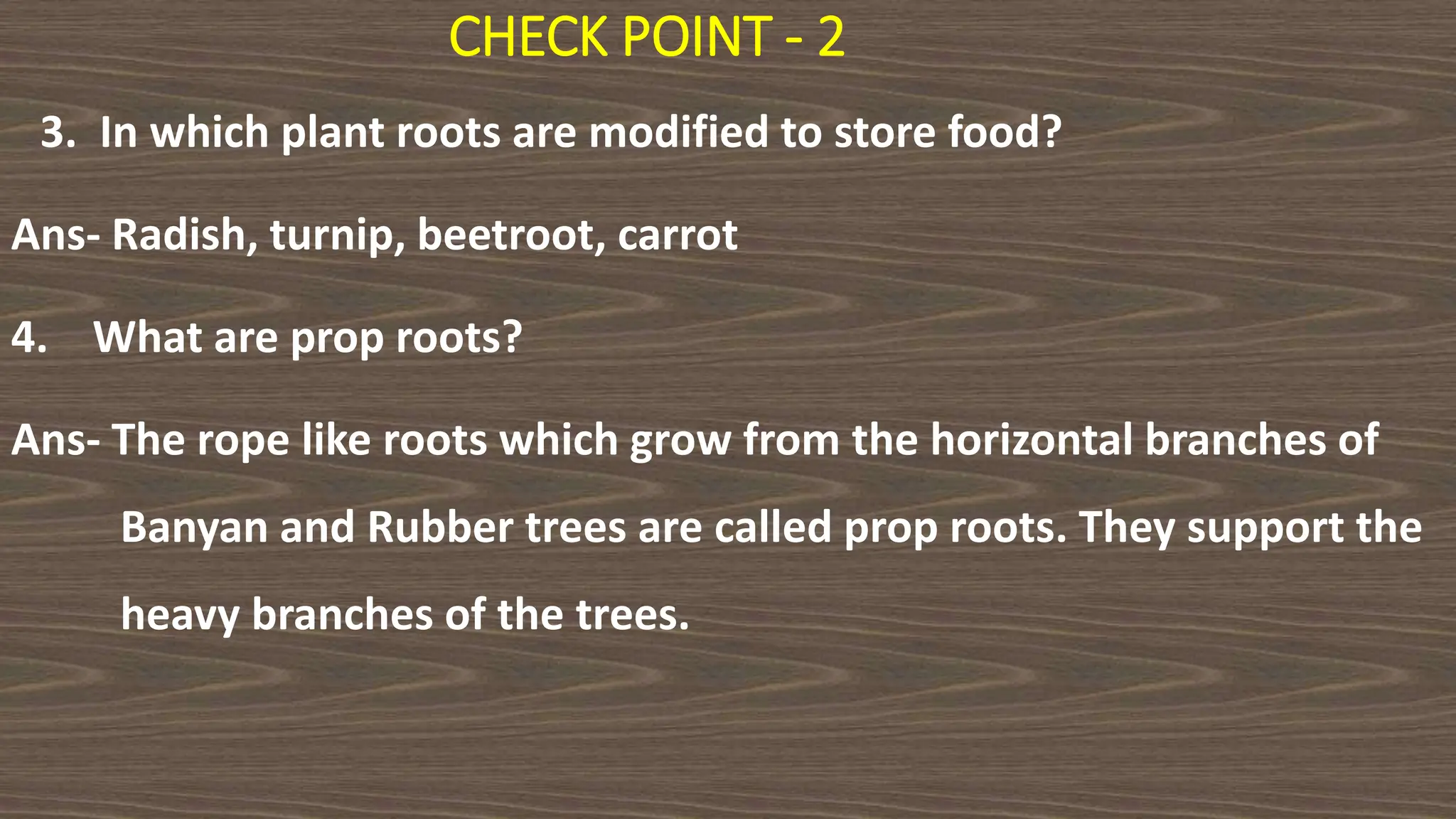 CHECK POINT - 2
3. In which plant roots are modified to store food?
Ans- Radish, turnip, beetroot, carrot
4. What are prop roots?
Ans- The rope like roots which grow from the horizontal branches of
Banyan and Rubber trees are called prop roots. They support the
heavy branches of the trees.
 