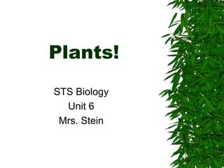 Plants!
STS Biology
  Unit 6
 Mrs. Stein
 