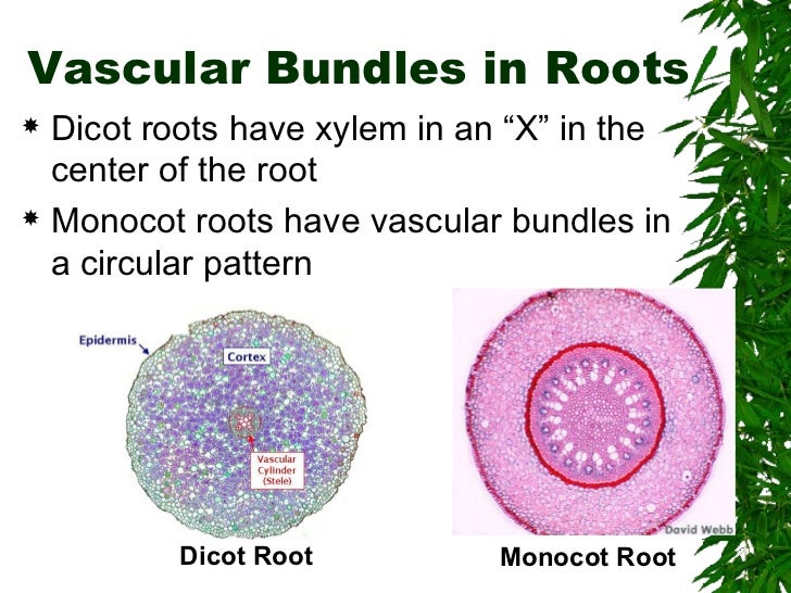 Difference Between Monocot and Dicot Roots
