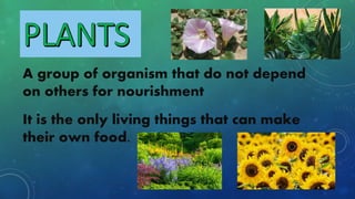 A group of organism that do not depend
on others for nourishment
It is the only living things that can make
their own food.
 