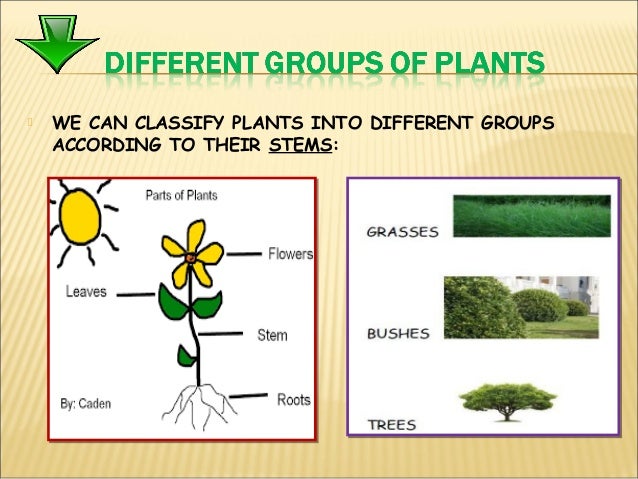 Plants have similarities and differences