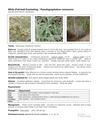 White (Felt-leaf) Everlasting – Pseudognaphalium canescens
(sue-doh-na-FAY-lee-um kan-ES-ens)
Family: Asteraceae (Sunflower Family)
Native to: Coastal areas & coastal foothills from S. CA to OR (ssp. microcephala from S. CA south to
Baja; ssp. beneolens from San Gabriel mtns); common on dry slopes and in open, grassy places in
chaparral, coastal sage scrub, and southern oak woodlands below 4000'.
Growth characteristics: herbaceous perennial mature height: 2-4 ft. mature width: 2-4 ft.
Short-lived (2-4 years in our area) herbaceous perennial wildflower from a woody root. Habit is
open, branching, may droop in part-sun; graceful. Foliage intensely white-wooly; really stands out.
Blooms/fruits: Blooms summer to fall - July into Nov. along the coast. Flowers small, in loose
clusters are the ends of flowering stalks. Flowers too small to be really showy – but attract many
small bees and other pollinators.
Uses in the garden: Most effective as a silvery accent among darker-colored foliage. A necessity for
the butterfly garden. Great with its natural associates: native bunch grasses, annual wildflowers.
Sensible substitute for: Non-native white-foliage plants like Dusty Miller.
Attracts: Excellent pollinator habitat. Larval food for American Lady Butterfly – larval will make a
‘shelter’ of leaves & silk to protect themselves from predation. Birds eat seed.
Requirements:
Element Requirement
Sun Full sun to part-shade; more compact in full sun.
Soil Just about any local soil.
Water Not particular; anything from Zone 1 (with annual wildflowers) to Zone 2.
Fertilizer Not needed – but wouldn’t kill it.
Other
Management: Pretty much manages itself. Cut back if it becomes unruly. Reseeds well on bare
ground, so remove seed heads if you don’t want volunteers.
Propagation: from seed: easy, fall-spring
Plant/seed sources (see list for source numbers): 1, 2, 10, 16 12/12/10
© Project SOUND
 