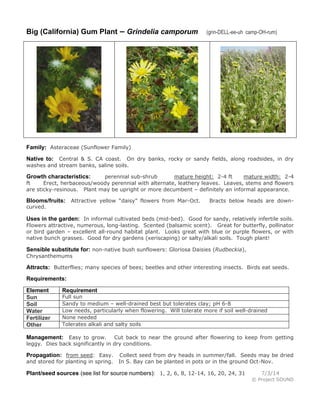 Big (California) Gum Plant – Grindelia camporum (grin-DELL-ee-uh camp-OH-rum)
Family: Asteraceae (Sunflower Family)
Native to: Central & S. CA coast. On dry banks, rocky or sandy fields, along roadsides, in dry
washes and stream banks, saline soils.
Growth characteristics: perennial sub-shrub mature height: 2-4 ft mature width: 2-4
ft Erect, herbaceous/woody perennial with alternate, leathery leaves. Leaves, stems and flowers
are sticky-resinous. Plant may be upright or more decumbent – definitely an informal appearance.
Blooms/fruits: Attractive yellow “daisy” flowers from Mar-Oct. Bracts below heads are down-
curved.
Uses in the garden: In informal cultivated beds (mid-bed). Good for sandy, relatively infertile soils.
Flowers attractive, numerous, long-lasting. Scented (balsamic scent). Great for butterfly, pollinator
or bird garden – excellent all-round habitat plant. Looks great with blue or purple flowers, or with
native bunch grasses. Good for dry gardens (xeriscaping) or salty/alkali soils. Tough plant!
Sensible substitute for: non-native bush sunflowers: Gloriosa Daisies (Rudbeckia),
Chrysanthemums
Attracts: Butterflies; many species of bees; beetles and other interesting insects. Birds eat seeds.
Requirements:
Element Requirement
Sun Full sun
Soil Sandy to medium – well-drained best but tolerates clay; pH 6-8
Water Low needs, particularly when flowering. Will tolerate more if soil well-drained
Fertilizer None needed
Other Tolerates alkali and salty soils
Management: Easy to grow. Cut back to near the ground after flowering to keep from getting
leggy. Dies back significantly in dry conditions.
Propagation: from seed: Easy. Collect seed from dry heads in summer/fall. Seeds may be dried
and stored for planting in spring. In S. Bay can be planted in pots or in the ground Oct-Nov.
Plant/seed sources (see list for source numbers): 1, 2, 6, 8, 12-14, 16, 20, 24, 31 7/3/14
© Project SOUND
 
