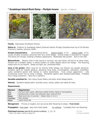 * Guadalupe Island Rock Daisy – Perityle incana (peri-tile in-CAN-uh )
Family: Asteraceae (Sunflower Family)
Native to: Endemic to Guadalupe Island (Channel Island) off Baja (Southernmost tip of CA Floristic
Province); washes, canyons, bluffs .
Growth characteristics: perennial/sub-shrub mature height: 2-3 ft. mature width: 3-5 ft.
Lovely shrubby evergreen perennial with very white foliage. Overall shape is mounded to irregular.
The leaves are incised, creating a feathery appearance. Moderately fast growth. Rare in the wild.
Blooms/fruits: Blooms most in late spring or summer, but may flower off and on at other times.
Flowers are a brilliant yellow, in dense clusters on stalks slightly above the foliage. The flowering
heads have no ray flowers. Seeds are light, dry, somewhat fluffy.
Uses in the garden: Often used for its striking white foliage, but flowers are equally attractive.
Excellent plant for habitat gardens, attracting song birds, hummingbirds, pollinators, butterflies.
Looks wonderful paired with Salvias or native buckwheats. Truly unique appearance – only
Constancea nevinii has as white a foliage. Wonderful against dark backgrounds/foliage. Probably
fine in large containers – does fine in planters.
Sensible substitute for: Non-native Dusty Millers and other white foliage plants.
Attracts: Excellent habitat plant: provides cover, nectar, pollen and seeds for food.
Requirements:
Element Requirement
Sun Full sun near coast; afternoon shade further inland or hot gardens
Soil Sandy/rocky is best, but tolerates clay; local pH fine
Water Best semi-dry in summer – Water Zone 1-2 or 2
Fertilizer Not needed
Other Light mulch OK
Management: Thrives on neglect, but can prune after flowering to shape. Frost tender.
Propagation: from seed: easy from fresh seeds by cuttings: ? probably from non-flowering
Plant/seed sources (see list for source numbers): 1, 13, 14 7/1/14
* Not a CA native; native to Baja CA © Project SOUND
 