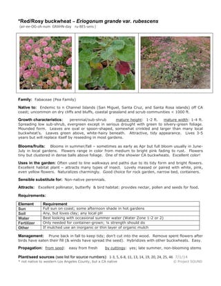 *Red/Rosy buckwheat – Eriogonum grande var. rubescens
(air-ee-OG-oh-num GRAHN-day ru-BES-sens )
Family: Fabaceae (Pea Family)
Native to: Endemic to n Channel Islands (San Miguel, Santa Cruz, and Santa Rosa islands) off CA
coast; uncommon on dry cliffs and bluffs, coastal grassland and scrub communities < 1000 ft.
Growth characteristics: perennial/sub-shrub mature height: 1-2 ft. mature width: 1-4 ft.
Spreading low sub-shrub, evergreen except in serious drought with green to silvery-green foliage.
Mounded form. Leaves are oval or spoon-shaped, somewhat crinkled and larger than many local
buckwheat’s. Leaves green above, white-hairy beneath. Attractive, tidy appearance. Lives 3-5
years but will replace itself by reseeding in most gardens.
Blooms/fruits: Blooms in summer/fall – sometimes as early as Apr but full bloom usually in June-
July in local gardens. Flowers range in color from medium to bright pink fading to rust. Flowers
tiny but clustered in dense balls above foliage. One of the showier CA buckwheats. Excellent color!
Uses in the garden: Often used to line walkways and paths due to its tidy form and bright flowers.
Excellent habitat plant – attracts many types of insect. Lovely massed or paired with white, pink,
even yellow flowers. Naturalizes charmingly. Good choice for rock garden, narrow bed, containers.
Sensible substitute for: Non-native perennials.
Attracts: Excellent pollinator, butterfly & bird habitat: provides nectar, pollen and seeds for food.
Requirements:
Element Requirement
Sun Full sun on coast; some afternoon shade in hot gardens
Soil Any, but loves clay; any local pH
Water Best looking with occasional summer water (Water Zone 1-2 or 2)
Fertilizer Only needed for container-grown; ¼ strength should do
Other If mulched use an inorganic or thin layer of organic mulch
Management: Prune back in fall to keep tidy; don’t cut into the wood. Remove spent flowers after
birds have eaten their fill (& winds have spread the seed). Hybridizes with other buckwheats. Easy.
Propagation: from seed: easy from fresh by cuttings: yes; late summer, non-blooming stems
Plant/seed sources (see list for source numbers): 1-3, 5, 6-8, 11, 13, 14, 19, 20, 24, 25, 46 7/1/14
* not native to western Los Angeles County, but a CA native © Project SOUND
 