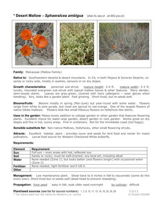 * Desert Mallow – Sphaeralcea ambigua (sfeer-AL-see-uh am-BIG-yoo-uh)
Family: Malvaceae (Mallow Family)
Native to: Southwestern deserts & desert mountains. In CA, in both Mojave & Sonoran Deserts; on
sandy or rocky soils, mostly in washes, canyons or on dry slopes.
Growth characteristics: perennial sub-shrub mature height: 3-4 ft. mature width: 2-3 ft.
Lovely, mounded evergreen sub-shrub with typical mallow leaves & other features. Many slender,
semi-woody stems. Leaves are gray-green, covered with hairs (allergenic – wear gloves when
handling). Airy, looks like a garden plant. Fast growing. Short-lived, but re-seeds well.
Blooms/fruits: Blooms mostly in spring (Mar-June) but year-round with some water. Flowers
range from white to pink-purple, but most are apricot to red-orange. One of the largest flowers of
native Globe-mallows. Flowers look like small Hibiscus flowers on Hollyhock-like stems.
Uses in the garden: Makes lovely addition to cottage garden or other garden that features flowering
plants. Excellent choice for water-wise garden, desert garden or rock garden. Works great on dry
slopes and fine in hot, sunny areas. Fine in containers. Not for the immediate coast (too foggy).
Sensible substitute for: Non-native Mallows, Hollyhocks, other small flowering shrubs.
Attracts: Excellent habitat: plant : provides cover and seeds for bird food and nectar for insect
pollinators. Larval food source for Western Checkered White butterfly.
Requirements:
Element Requirement
Sun Full sun – even areas with hot, reflected sun
Soil Sandy or rocky; must be well-drained; any local pH, including alkali
Water None needed (Zone 1), but looks better (and flowers longer) with occasional water
(Zone 2)
Fertilizer None needed; light fertilizer won’t kill it.
Other
Management: Low maintenance plant. Shear back to 6 inches in fall to rejuvenate (some do this
every year). Short-lived but re-seeds well (dead-head to prevent reseeding).
Propagation: from seed: easy in fall; soak older seed overnight by cuttings: difficult
Plant/seed sources (see list for source numbers): 1, 3, 8, 10, 11, 13, 14, 16, 20, 24, 28 7/3/13
* CA native plant but not native to Western L.A. county © Project SOUND
 