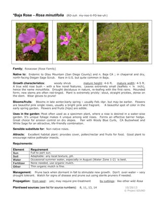 *Baja Rose – Rosa minutifolia

(RO-zuh my-noo-ti-FO-lee-uh )

Family: Rosaceae (Rose Family)
Native to: Endemic to Otay Mountain (San Diego County) and n. Baja CA ; in chaparral and dry,
north-facing Diegan Sage Scrub.

Rare in U.S. but quite common in Baja.

woody shrub
mature height: 4-6 ft.
mature width: 4-5 ft.
A true wild rose bush – with a few novel features. Leaves extremely small (leaflets < ¼ inch),
hence the name minutifolia. Drought deciduous in nature, re-leafing with the first rains. Mounded
form; new stems are often red-tinged. Plant is extremely prickly: stout, straight prickles, dense on
the stem. Wear gloves to prune!

Growth characteristics:

Blooms in late winter/early spring – usually Feb.-Apr. but may be earlier. Flowers
are beautiful pink single roses, usually a bright pink and fragrant.
A beautiful spot of color in the
early spring garden. Flowers and fruits (hips) are edible.

Blooms/fruits:

Uses in the garden: Most often used as a specimen plant, where a rose is desired in a water-wise
garden. It’s unique foliage makes it unique among wild roses. Forms an effective barrier hedge.
Great choice for erosion control on dry slopes.
Pair with Wooly Blue Curls, CA Buckwheat and
White Sage for an attractive, life-friendly combination.

Sensible substitute for: Non-native roses.
Excellent habitat plant: provides cover, pollen/nectar and fruits for food. Good plant to
encourage native pollinator insects.

Attracts:

Requirements:
Element
Sun
Soil
Water
Fertilizer
Other

Requirement

Full to part sun.
Adaptable: any local texture, pH.
Occasional summer water, especially in August (Water Zone 1-2) is best.
None needed, use organic mulch.
Thin organic mulch is fine.

Prune back when dormant in fall to stimulate new growth. Don’t over-water – very
drought tolerant. Watch for signs of disease and prune out using sterile pruners if needed.

Management:

Propagation: from seed: yes; may require pre-treatment
Plant/seed sources (see list for source numbers):

8, 11, 13, 14

by cuttings: like other wild Rosa
10/28/13
© Project SOUND

 