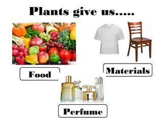 Plants give us…..
Food Materials
Perfume