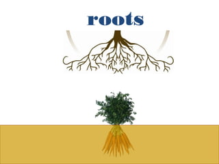 roots
 