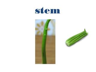 stem
 