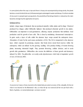 In some plants when the crop is ripe and there is heavy rain accompanied by strong winds, the plants
bendas a resultof whichthe ear (inflorescence) getssubmergedinwateranddecays.If a dilute solution
of any auxin is sprayed upon young plants, the possibility of bending of plants is reduced as the stem
becomes stronger by the application of auxins.
Gibberellins
include a large range of chemicals that are produced naturally within plants and by fungi. Chemical
produced by a fungus called Gibberella fujikuroi that produced abnormal growth in rice plants.
Gibberellins are important in seed germination, affecting enzyme production that mobilizes food
production used for growth of new cells. This is done by modulating chromosomal transcription.
In grain seeds, a layer of cells called the aleurone layer wraps around the endosperm tissue.
Absorption of water by the seed causes production of GA. The GA is transported to the aleurone
layer, which responds by producing enzymes that break down stored food reserves within the
endosperm, which are utilized by the growing seedling. GAs produce bolting of rosette-forming
plants, increasing internodal length. They promote flowering, cellular division, and in seeds
growth after germination. Gibberellins also reverse the inhibition of shoot growth and dormancy
induced by ABA. The gibberellins are weakly acidic phytohormones which help in longitudinal growth
of stem. (H.Edward, 2005)
Avena test (a) A piece of mica inserted on the shaded side prevented curvature of the coleoptile, (b) but not
when it was inserted on the illuminated side, (c) when the tip was removed (d) but was put back with a
block of gelatine, (e) normal phototropic curvature occured
 