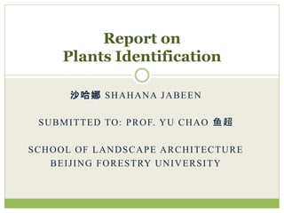 沙哈娜 SHAHANA JABEEN
SUBMITTED TO: PROF. YU CHAO 鱼超
SCHOOL OF LANDSCAPE ARCHITECTURE
BEIJING FORESTRY UNIVERSITY
Report on
Plants Identification
 