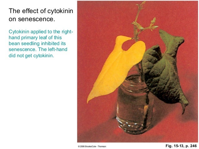 an analysis of the effect of gibberellin on varieties of pea plants As studied under laboratory conditions specifically what the effect of gibberellin is on these plants the hypotheses tested were 1) gibberellin did spur growth in both varieties of plant all the hypotheses were supported. an analysis of the effect of gibberellin on varieties of pea plants As studied under laboratory conditions specifically what the effect of gibberellin is on these plants the hypotheses tested were 1) gibberellin did spur growth in both varieties of plant all the hypotheses were supported.