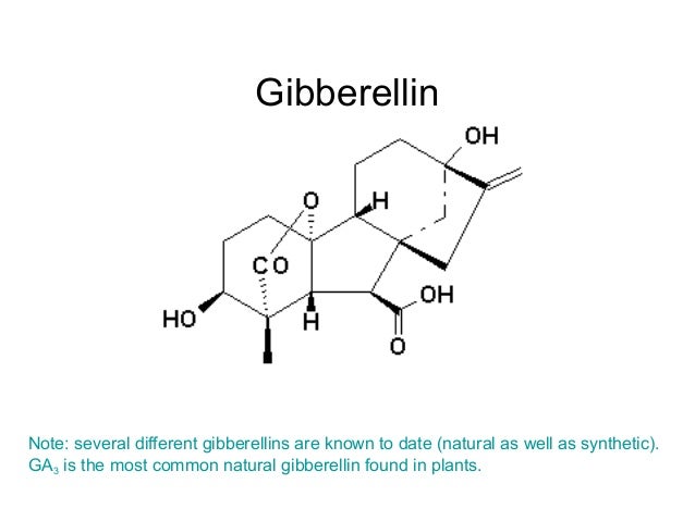 a paper on the effect of gibberellic acid and fertilizer on stem elongation and plant development in Gibberellic acid (also called gibberellin a3, ga a pentacyclic diterpene acid promoting growth and elongation of cells gibberellins have a number of effects on plant development they can stimulate rapid stem and root growth. a paper on the effect of gibberellic acid and fertilizer on stem elongation and plant development in Gibberellic acid (also called gibberellin a3, ga a pentacyclic diterpene acid promoting growth and elongation of cells gibberellins have a number of effects on plant development they can stimulate rapid stem and root growth.