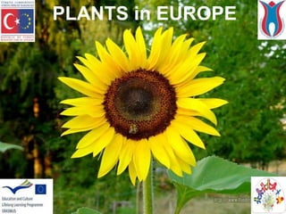 PLANTS in EUROPE
 