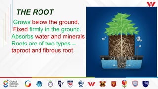 The Root Grows First Grade 3 ICSE PLANTS IN OUR SURROUNDING (1).pptx