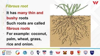Grade 3 ICSE PLANTS IN OUR SURROUNDING (1).pptx