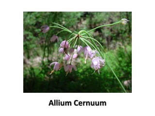 Allium Cernuum
 
