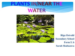 PLANTS IN/NEAR THE
WATER

Riga Ostvald
Secondary School
Form 5. b
Sarah Shabazova

 