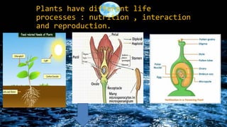 Plants have different life
processes : nutrition , interaction
and reproduction.

 