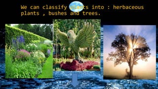 We can classify plants into : herbaceous
plants , bushes and trees.

 