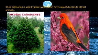 Wind pollination is used by plants which don,t have colourful petals to attract
animals .

 