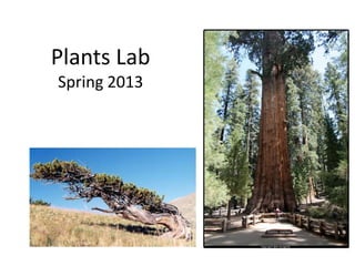 Plants Lab
Spring 2013
 