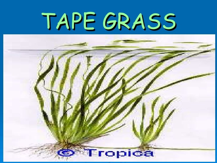 Plants living & surviving