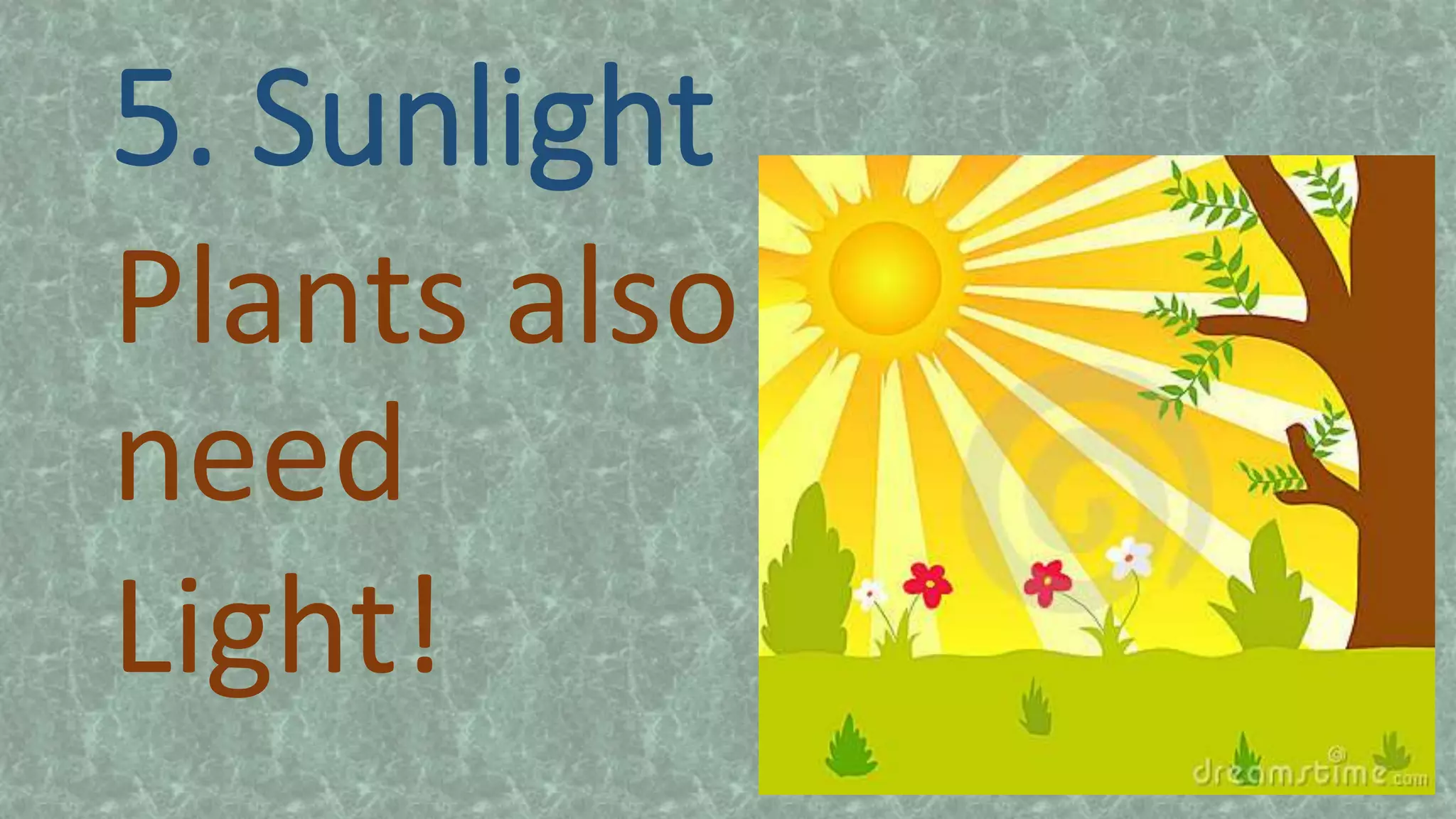 5. Sunlight
Plants also
need
Light!
 
