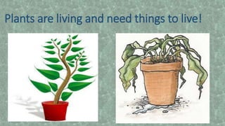 Plants are living and need things to live!
 
