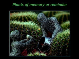 Plants of memory or reminder 