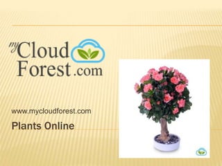 Plants Online
www.mycloudforest.com
 