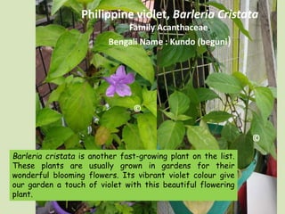 Plants on rooftop at my home, Series 2 | PPTX