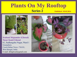 Plants On My Rooftop
Series 2 Published : 02.02.2016
Srabani Majumder (Ghosal)
Tusar Kanti Ghosal
61, Sudhangshu Nagar, Ward 1
Gounjabari,
Cooch Behar Town -736101,
West Bengal, India
E mail: drtkghosal@gmail.com
©
©
©
©©
 