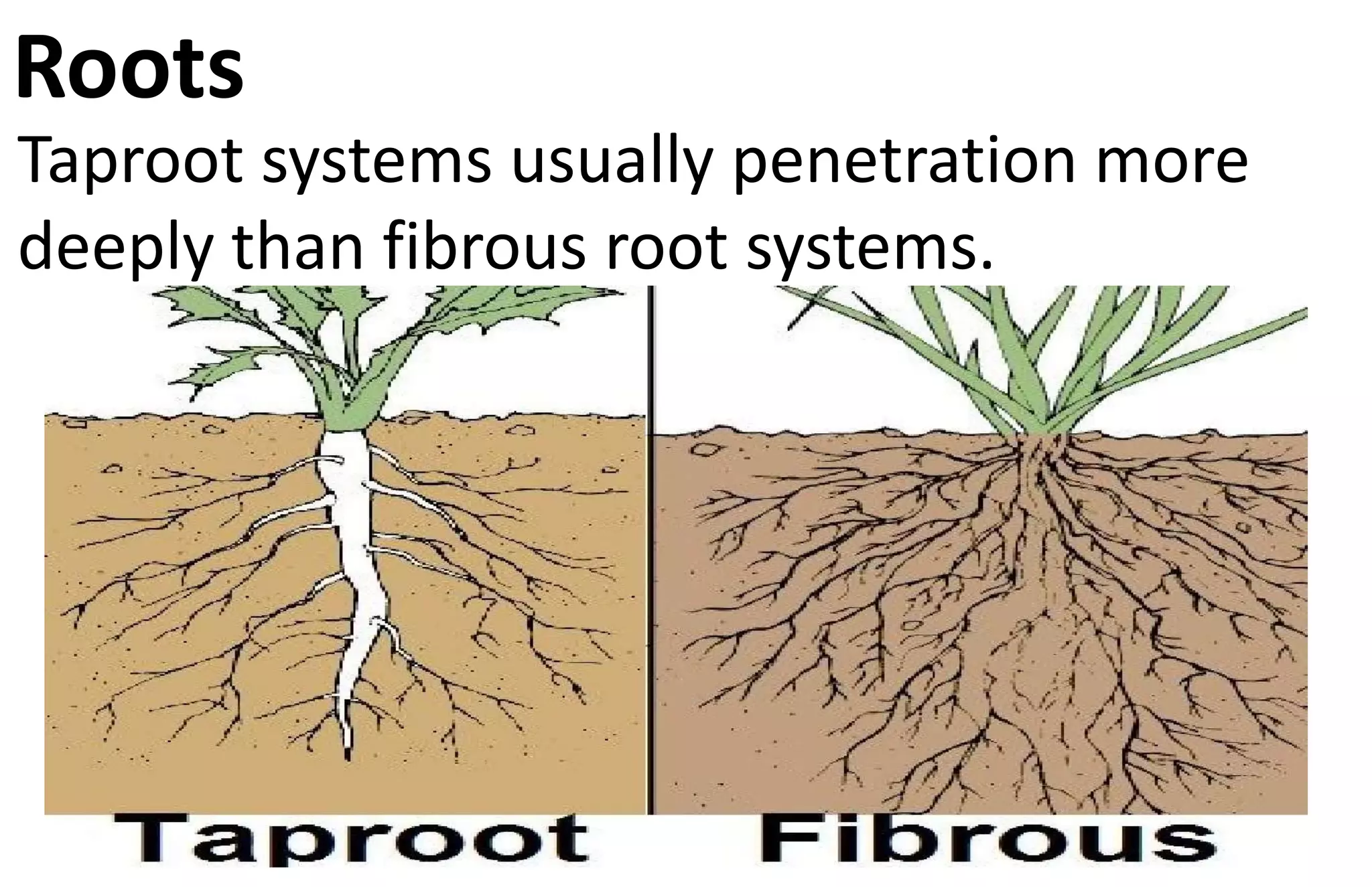 Plants organ system | PPTX