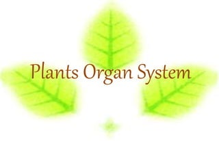 Plants Organ System
 