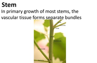 Plants organ system | PPTX