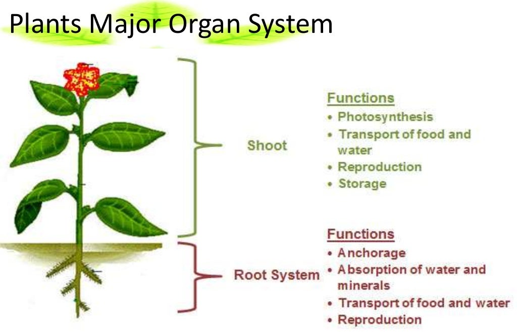 Plants organ system