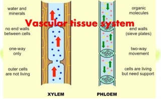 Plants organ system | PPTX