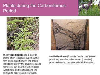 Plants during the Carboniferous
Period

The Lycopodiopsida are a class of
plants often loosely grouped as the
fern allies. Traditionally, the group
included not only the clubmosses and
firmosses, but also the spikemosses
(Selaginella and relatives) and the
quillworts (Isoetes and relatives).

Lepidodendrales (from Gr. "scale tree") were
primitive, vascular, arborescent (tree-like)
plants related to the lycopsids (club mosses).

 