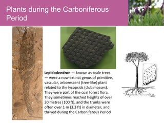Plants during the Carboniferous
Period

Lepidodendron — known as scale trees
— were a now extinct genus of primitive,
vascular, arborescent (tree-like) plant
related to the lycopsids (club mosses).
They were part of the coal forest flora.
They sometimes reached heights of over
30 metres (100 ft), and the trunks were
often over 1 m (3.3 ft) in diameter, and
thrived during the Carboniferous Period

 