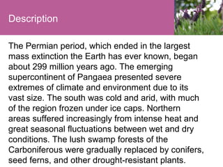 Description
The Permian period, which ended in the largest
mass extinction the Earth has ever known, began
about 299 million years ago. The emerging
supercontinent of Pangaea presented severe
extremes of climate and environment due to its
vast size. The south was cold and arid, with much
of the region frozen under ice caps. Northern
areas suffered increasingly from intense heat and
great seasonal fluctuations between wet and dry
conditions. The lush swamp forests of the
Carboniferous were gradually replaced by conifers,
seed ferns, and other drought-resistant plants.

 