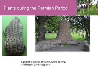 Plants during the Permian Period

Sigillaria is a genus of extinct, spore-bearing,
arborescent (tree-like) plants

 