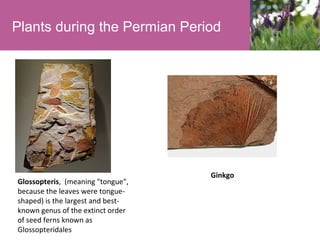 Plants during the Permian Period

Glossopteris, (meaning "tongue",
because the leaves were tongueshaped) is the largest and bestknown genus of the extinct order
of seed ferns known as
Glossopteridales

Ginkgo

 